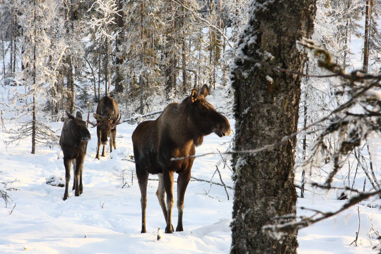 STF Vandrarhem Sälen Stöten Exterior foto